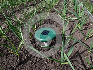 Close-up of the ultrasonic, solar-powered mole repellent or repeller device in the soil in a vegetable bed among small onion