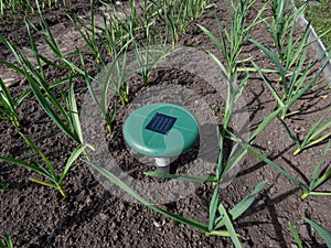 Close-up of the ultrasonic, solar-powered mole repellent or repeller device in the soil in a vegetable bed among small onion photo