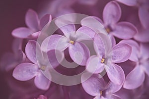 close up of ultraviolet lilac blossom branch in vintage flair