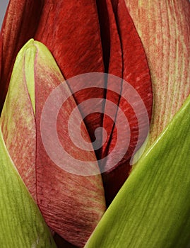 Close-up of unblown beautiful amaryllis bud