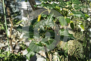 Close up of uncarina stellulifera plant from madagascar