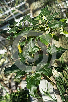 Close up of uncarina stellulifera plant from madagascar