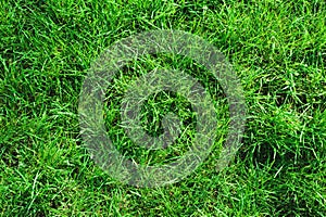 Close-up of uncultivated wild green lawn. View from above. Green juicy grass background for spring and summer