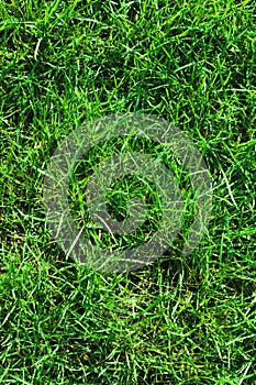 Close-up of uncultivated wild green lawn. View from above. Green juicy grass background for spring and summer