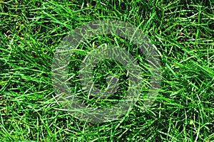 Close-up of uncultivated wild green lawn. View from above. Green juicy grass background for spring and summer