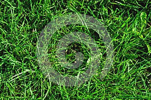 Close-up of uncultivated wild green lawn. View from above. Green juicy grass background for spring and summer