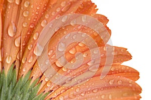 Close up of a under side of a orange Gerber flower