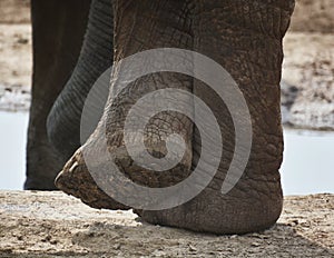 Close up of underfoot of an elephant