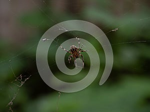 Close Up of the Underside of a Barn Spider on Its Web with Entrapped Prey