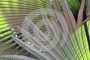 Close up of the underside of King Thai Palm leaves
