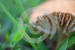 Close up of the underside of mushroom gills in green grass