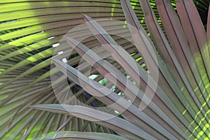 Close up of the underside of White Elephant Palm Tree leaves