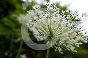 Close-up of the underside of the white flowers of Queen Anne\'s Lace (Daucus carota)