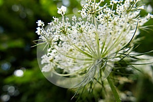 Close-up of the underside of the white flowers of Queen Anne\'s Lace (Daucus carota)