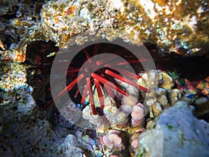 Close up underwater photo of red slate pencil urchin