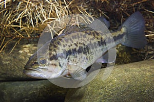 Largemouth Bass Micropterus salmoides freshwater fish underwater