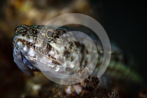 Lizardfish close-up underwater portrait with sharp teeth