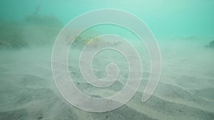 Close up underwater view of sandy ocean floor with seaweeds and seagrass.