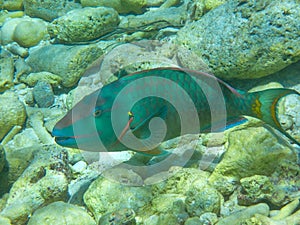 Close-up underwaterphoto of a Stoplight parrotfish (Sparisoma viride) in the Caribbean Sea