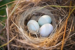 close-up of an unfertilized birds nest