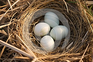 close-up of an unfertilized birds nest