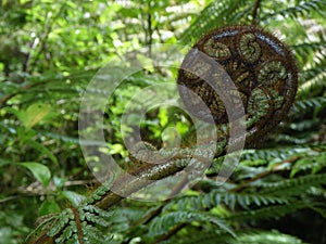 Close up of unfurling frond of a fern