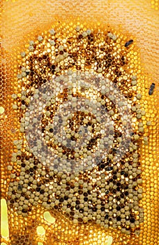 Close-up unhatched bee larvae with honey on honeycombs against the sun. Apitherapy
