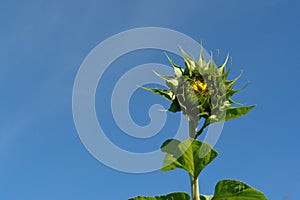 A close up of unopened sunflower bud (Helianthus annuus) against the blue sky