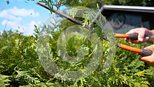 CLOSE UP: Unrecognizable gardener trimming the outgrown bush on sunny summer day