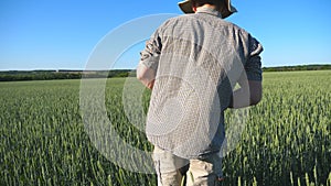 Close up of unrecognizable male farmer walking over green wheat field on his farm. Young man examining cereal stalks at