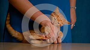 CLOSE UP: Unrecognizable woman in blue dress plays with cute orange tabby kitty.