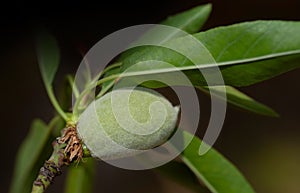 Close up of an unripe almond hanging on the branch of an almond tree with leaves