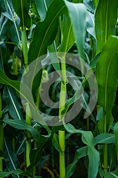 Close up unripe corn cobs growing on a maize plantation Corn planting field or cornfield. Stalks of tall green unripe