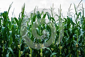 Close up unripe corn cobs. Stalks of tall green unripe corn with a unripe corn. Maize plantation. Corn planting field or