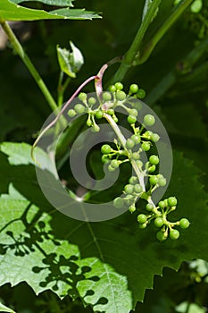 Close-up of unripe grape cluster still hanging on twig of vine