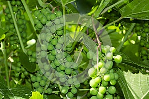 Close-up of unripe grape cluster still hanging on twig of vine