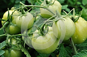 Close-up of unripe tomato