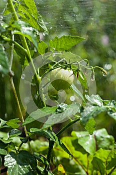 Close-up of unripe tomato