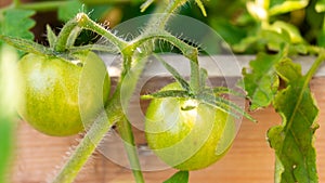 Close up of unripe vine tomato having just pollinated, in a wood planter for a home vegetable garden. Depicting agriculture,