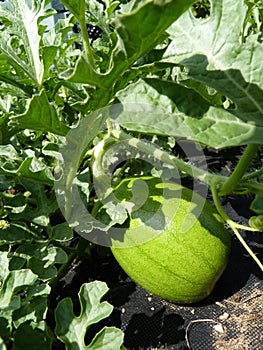 Close Up of Unripe Watermelon Melon Fruits