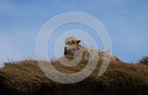 Close up of an unshorn sheep with long wool standing in high grass resisting strong wind forces of nature in New Zealand