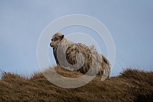 Close up of an unshorn sheep with long wool standing in high grass resisting strong wind forces of nature in New Zealand