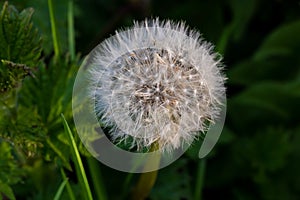 Close-up of untouched dandelion seeds