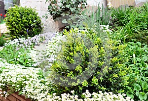 Close up on untrimmed buxus, boxwood shrubs in spring with flower bed of Arabis caucasica