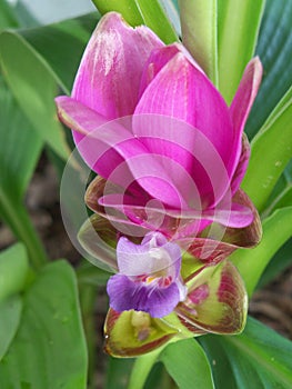 Close up of the unusual bloom found on the healthy Tumeric Plant