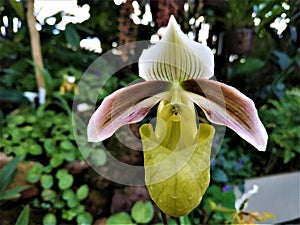 Close-up of unusual blossom of Paphiopedilum hybride orchid