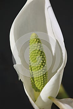 Green spadix flower of Lysichiton camtschatcensis photo