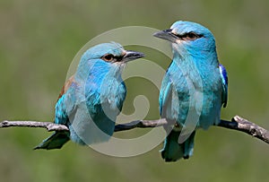 Close up and unusual photo of a pair european rollers