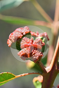 Close up of unusual red flower bud cap of the Australian native mallee gum tree Eucalyptus erythrocorys