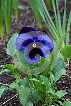 Purple Flower in the rainforest